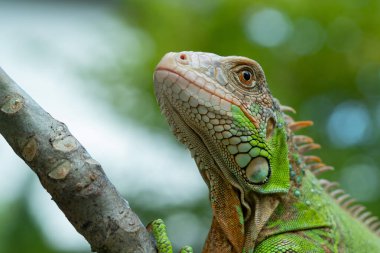 Kertenkele, hayvan, bulanık yüzlü yeşil kertenkele.