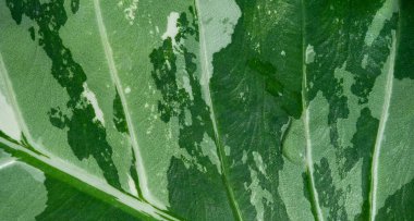 Yakın plan beyaz lekeli yapraklar, yeşil yaprak dokusu