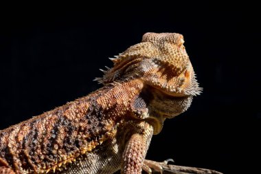 Sakallı ejderha bulanık sırtlı