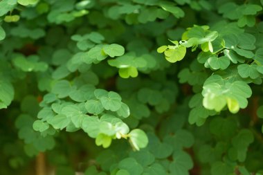 yeşil yapraklı duvar arkaplanı, yaprak duvarlı doğa sıralı