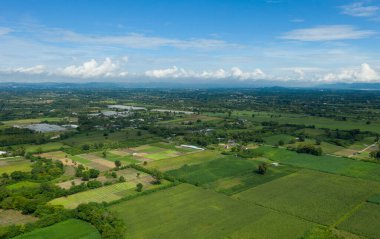 Üst Manzara Orman arka planı, büyük tre