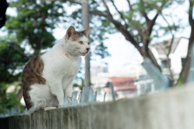 Kedi duvarda duruyor, ev hayvanı.