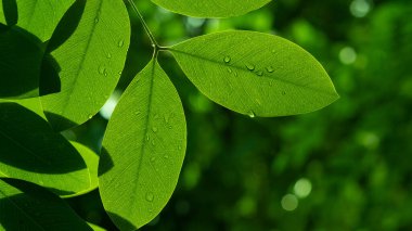 Terkedilmiş su, yeşil yaprak doğa