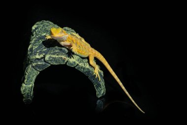 Sakallı ejderha bulanık sırtlı