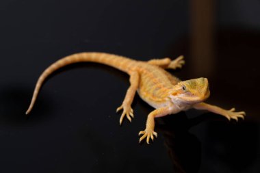 Sakallı ejderha bulanık sırtlı