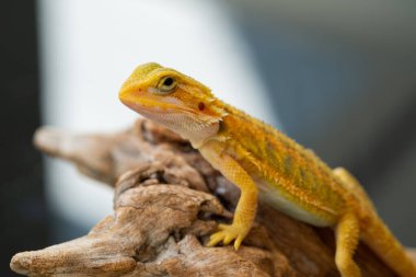 Sakallı ejderha bulanık sırtlı