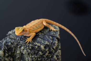 Sakallı ejderha bulanık sırtlı