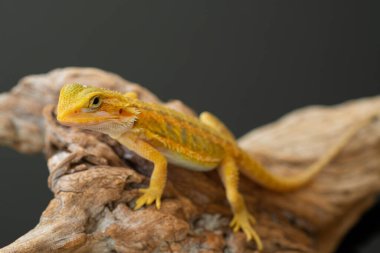 Sakallı ejderha bulanık sırtlı