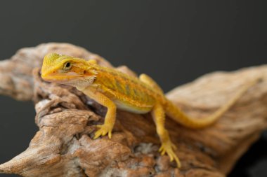 Sakallı ejderha bulanık sırtlı