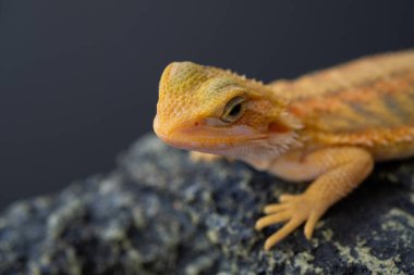 Sakallı ejderha bulanık sırtlı