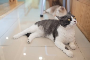 Yerde bir kedinin yakın plan çekimi, ev hayvanı.