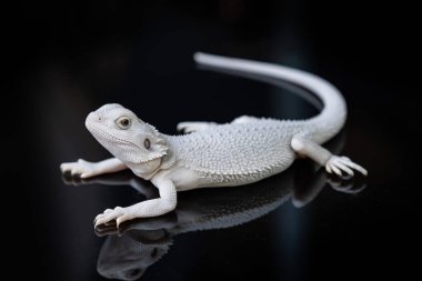 Sakallı ejderha siyah arka planda