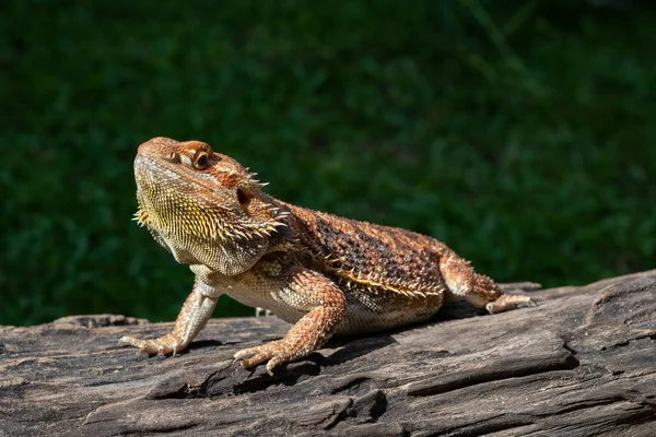 Skäggig Drake Marken Med Suddig Backgroun — Stockfoto