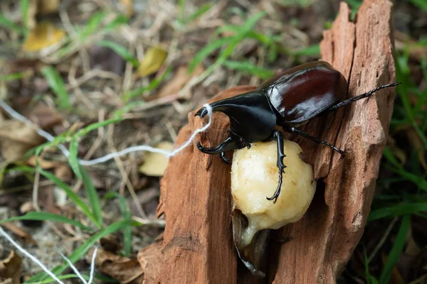 Escarabajo Sobre Fondo Madera Insecto Escarabajo Permiso — Foto de Stock