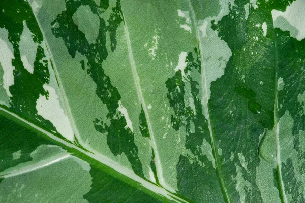 Closeup Λευκά Στικτά Φύλλα Πράσινο Φύλλο Textur — Φωτογραφία Αρχείου
