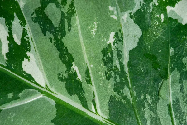 Primer Plano Hojas Manchadas Blancas Textura Hoja Verde —  Fotos de Stock