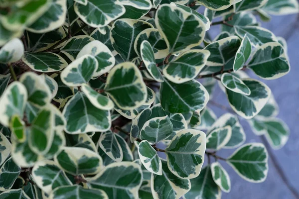 Closeup Folhas Manchadas Brancas Textur Folha Verde — Fotografia de Stock