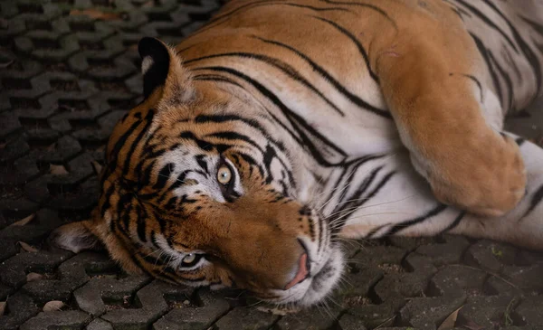 Closeup Tiger Sleep Groun — Stock Photo, Image
