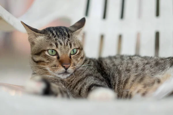 Primo Piano Gatto Terra Home Anima — Foto Stock