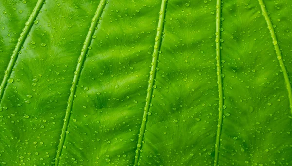 バナナの葉 緑の葉 抽象的な背景 — ストック写真