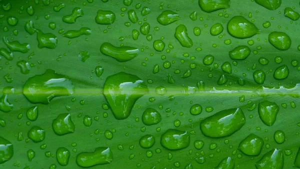 Agua Fondo Licencia Naturaleza Hoja Verde — Foto de Stock