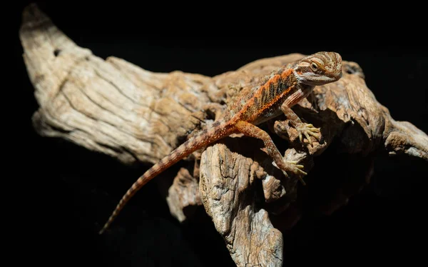 Bearded Dragon Ground Blur Backgroun — Stock Photo, Image