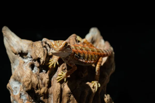 Bärtiger Drache Auf Dem Boden Mit Verschwommenem Hintergrund — Stockfoto