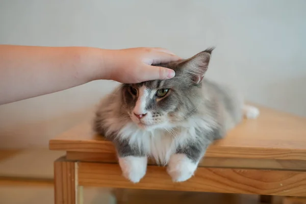 Närbild Skott Katt Marken Hem Anima — Stockfoto