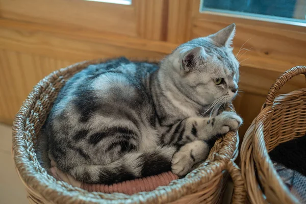 Nahaufnahme Einer Katze Auf Dem Boden Hause Anima — Stockfoto