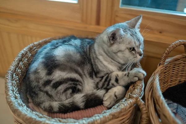 Nahaufnahme Einer Katze Auf Dem Boden Hause Anima — Stockfoto