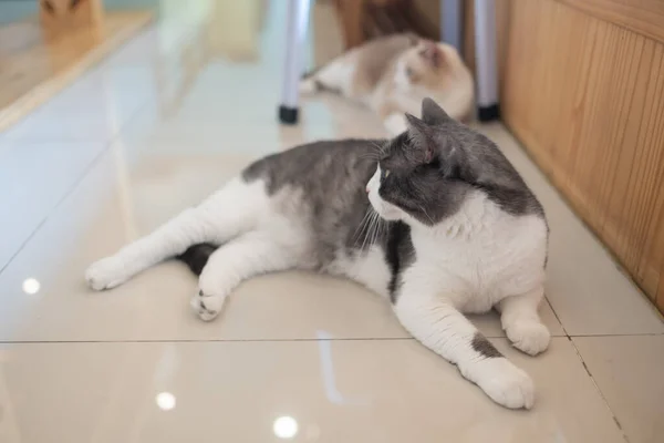 Närbild Skott Katt Marken Hem Anima — Stockfoto