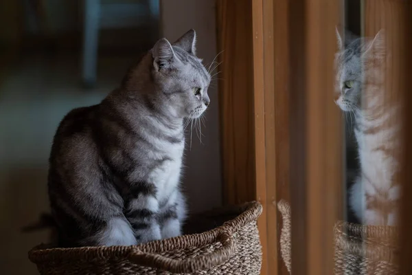 Nahaufnahme Einer Katze Auf Dem Boden Hause Anima — Stockfoto