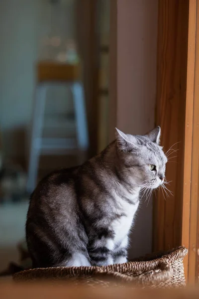 Primo Piano Gatto Terra Home Anima — Foto Stock