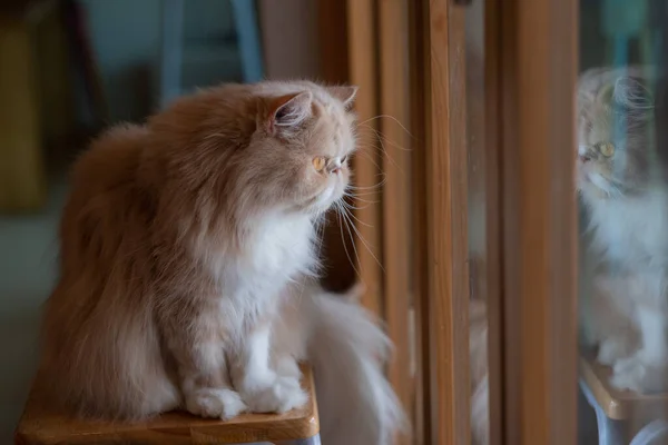 Primo Piano Gatto Terra Home Anima — Foto Stock