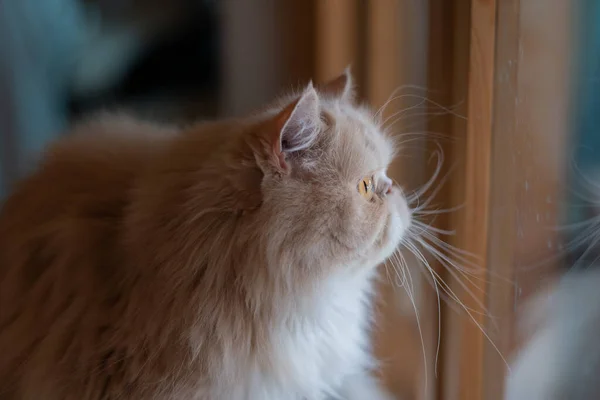 Primer Plano Gato Suelo Casa Anima — Foto de Stock