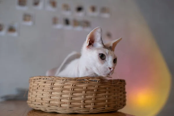 Närbild Skott Katt Marken Hem Anima — Stockfoto