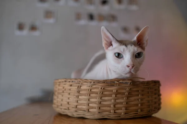 Närbild Skott Katt Marken Hem Anima — Stockfoto