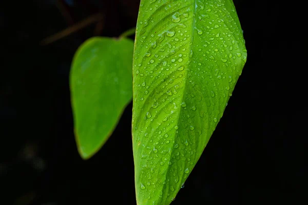 Wasser Auf Blättern Hintergrund Grünes Blatt Natur — Stockfoto