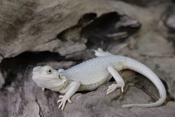 Bearded Dragon Ground Blur Backgroun — Stock Photo, Image