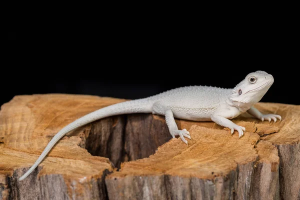 Bebaarde Draak Grond Met Zwarte Achtergrond — Stockfoto