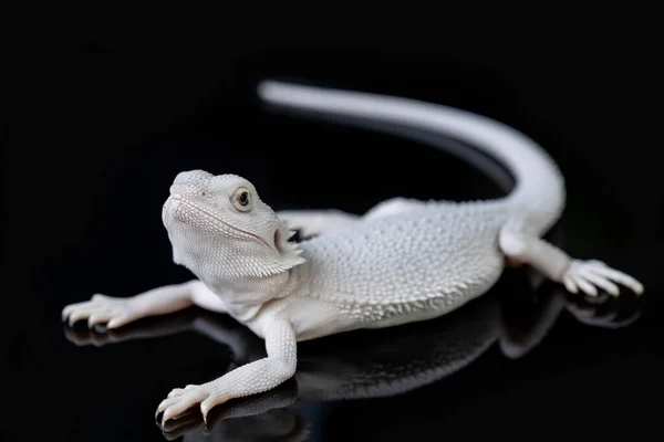 Dragón Barbudo Suelo Con Fondo Negro — Foto de Stock