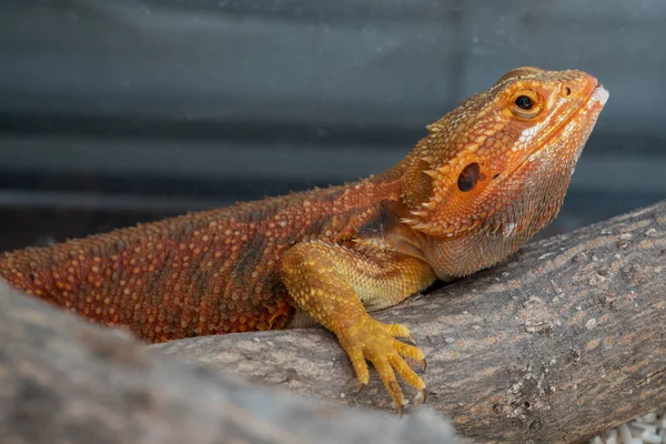 Dragón Barbudo Suelo Con Fondo Borroso — Foto de Stock