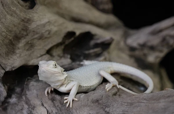 Dragón Barbudo Suelo Con Fondo Borroso — Foto de Stock