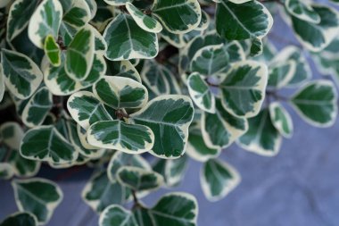 Yakın plan beyaz lekeli yapraklar, yeşil yaprak dokusu