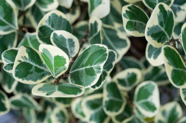 Yakın plan beyaz lekeli yapraklar, yeşil yaprak dokusu