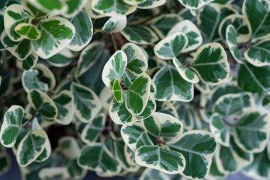 Yakın plan beyaz lekeli yapraklar, yeşil yaprak dokusu