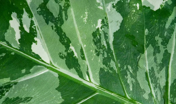 Closeup White Spotted Leaves Green Leaf Textur — Stock Photo, Image