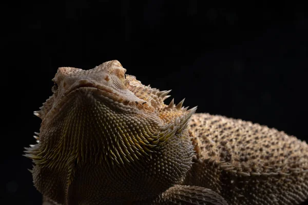 Vousatý Drak Zemi Rozmazané Pozadí — Stock fotografie