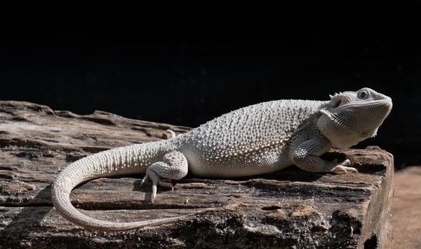 Bärtiger Drache Auf Dem Boden Mit Verschwommenem Hintergrund — Stockfoto