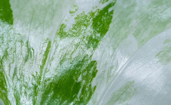 Крупный План Белые Пятнистые Листья Зеленый Лист Текстуры — стоковое фото